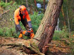 Best Tree Health Inspection  in Commerce, TX