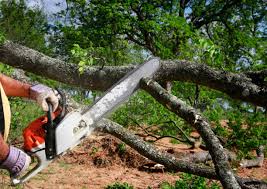 Best Tree Disease Treatment  in Commerce, TX