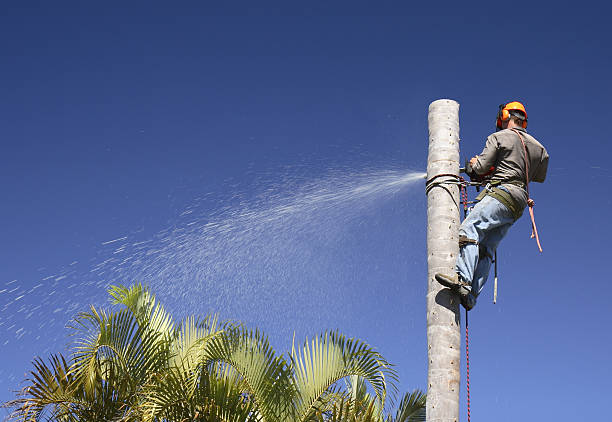 Best Tree Removal  in Commerce, TX